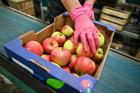 Äpfel im Großmarkt am Bodensee: Lagerung und Transport entscheiden über die CO2-Bilanz der Früchte. Foto: dpa