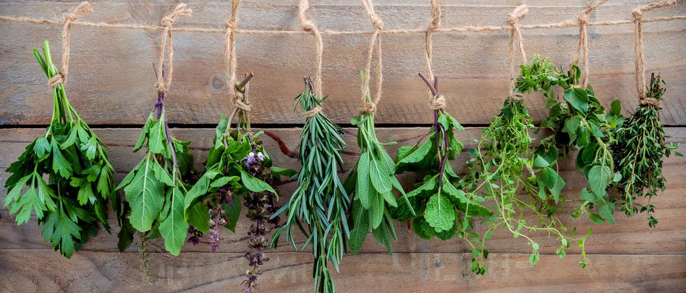 Assorted hanging herbs ,parsley ,oregano,mint,sage,rosemary,sweet basil,holy basil, and thyme for seasoning concept on rustic old wooden background.