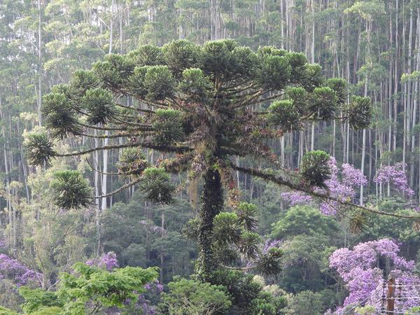 In artenreichen Regenwaldgebieten stehen oft nur wenige Exemplare einer Art wie hier Araucaria angustifolia auf großen Flächen.