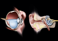 Die Seh- und Hörorgane