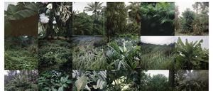 Tropisches Memory. Die Fotografin Mimi Cherono Ng’ok rastert ihre Motive von Palmenblättern und Banadenstauden (Untitled, 2020).
