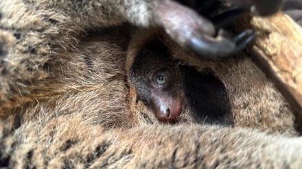 Einmal vorsichtig gucken: Das Bärenkuskus-Junge lebt noch im mütterlichen Beutel.