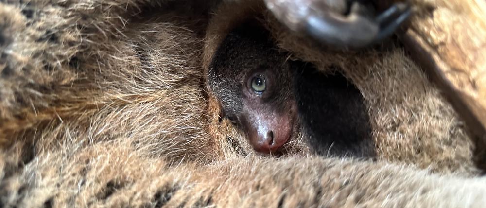 Einmal vorsichtig gucken: Das Bärenkuskus-Junge lebt noch im mütterlichen Beutel.