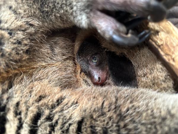 Das Bärenkuskus-Junge lugt aus dem Beutel seiner Mutter.
