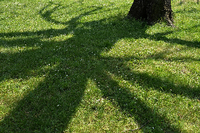 Bäume werfen Schatten. Das gefällt nicht jedem. In Bielefeld wollte ein Paar, dass die Stadt Bäume entfernen lässt, die Schatten auf das Grundstück werfen. dpa