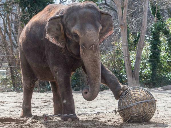 Zeigt dem Klimaschutz eine lange Nase: Auch Zoo-Elefant Carla stößt pro Jahr etwa 150 Kilogramm Methan aus.