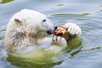 Eisbäre Wolodja knabbert im Tierpark an einer Eisbombe. Foto: promo