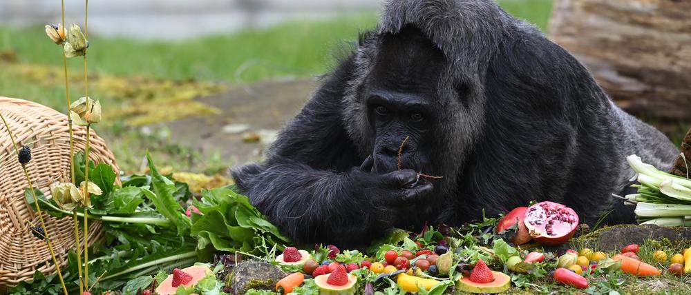 Die Gorilla-Dame Fatou frisst das Obst, das sie im Berliner Zoo zu ihrem 66. Geburtstag bekommen hat. Laut Berliner Zoo ist Fatou der älteste Gorilla der Welt. 