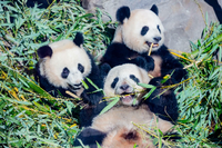 ARCHIV - 10.03.2021, Berlin: Die Panda-Zwillinge Pit (links) und Paule (unten) essen neben Mutter Meng Meng in ihrem Gehege im Berliner Zoo Bambus. Foto: Christoph Soeder/dpa
