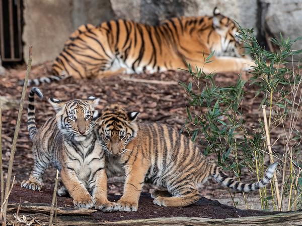 Im Zoo chillen diese beiden jungen Sumatra-Tiger ... 