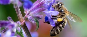 Eine Biene sucht auf der Blüte von einer Katzenminze nach Pollen. +++ dpa-Bildfunk +++