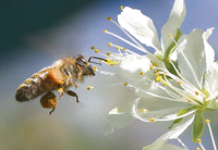 Vor allem Agrarchemikalien können in Kombination eine größere Wirkung auf das Bienensterben haben als in der Summe ihrer jeweiligen Einzelwirkungen. Foto: Wolfgang Kumm/dpa