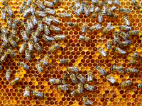 Kritik an Bienenkästen auf Hochhäusern