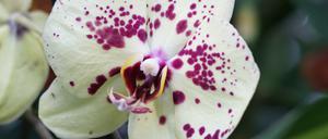 biosphaere-potsdam_orchideenblüte