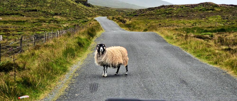 Checkpoint-Leserin Heidi Bischoff-Pflanz berichtete aus Donegal in Irland: „Die Straße gehört mir!“