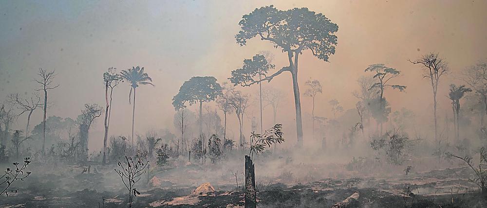 Durch Feuer werden jedes Jahr große Teile des Regenwalds vernichtet