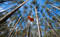 Die Mittagssonne scheint auf die Blätter eines Jungbaumes in einem Wald bei Eberswalde. Foto: Monika Skolimowska / dpa