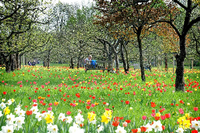 Idylle zwischen Blumen und Obstbäumen: Im Britzer Garten lässt es sich aushalten. Foto: Kai-Uwe Heinrich