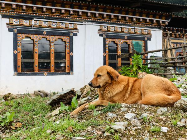 Hund in Bhutan: 15 Jahre dauerte die Impfkampagne