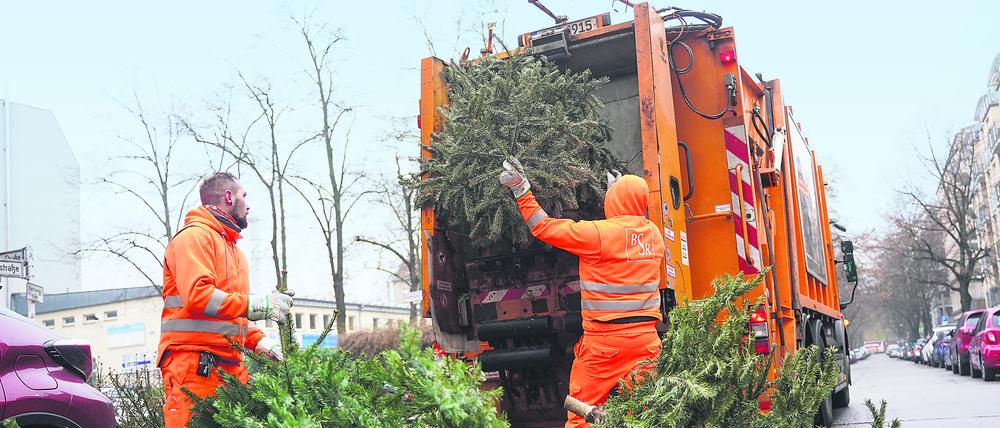Die Müllabfuhr sammelt durchschnittlich rund 350.000 Weihnachtsbäume pro Jahr ein.
