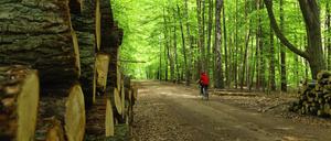 Der Wald ist für viele Nutzraum und Erholungsort zugleich, wie hier für die Radfahrer im Buchen-Mischwald im Ruppiner Land.