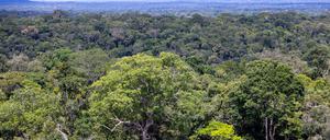 Die Abholzung des Regenwaldes soll gestoppt werden – auch darum geht es beim geplanten Mercosur-Abkommen.