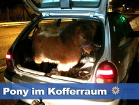 Kurioser Fund bei einer Verkehrskontrolle: Ein Shetland-Pony im Kofferraum eines Kleinwagens. Foto: Polizei Brandenburg