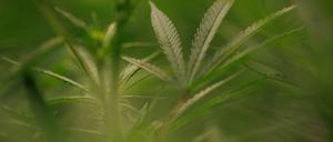 Eine Cannabispflanze. (Symbolbild)