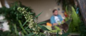 Eine männliche Hanf-Pflanze (Cannabis) steht in Stuttgart auf einem Balkon (Archivfoto).