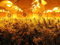 Das Geschäft mit Cannabis floriert. Foto: dpa