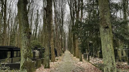 Soweit das Auge reicht: eine Allee auf dem Jüdischen Friedhof Weißensee.