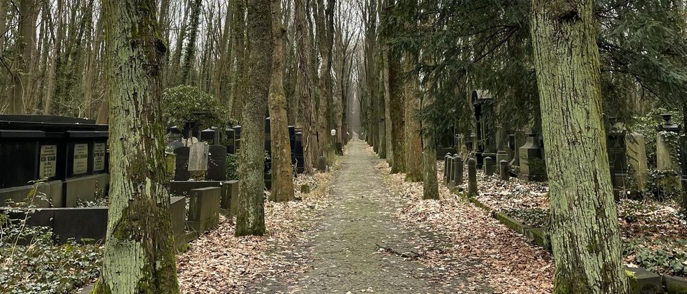 Soweit das Auge reicht: eine Allee auf dem Jüdischen Friedhof Weißensee.