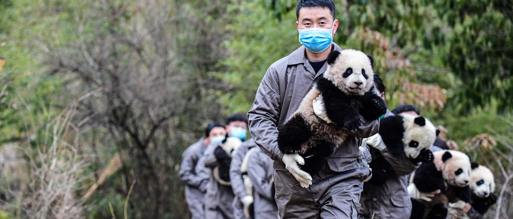 Tierpfleger in der Shenshuping-Aufzuchtstation in der südwestchineischen Provinz Sichuan.
