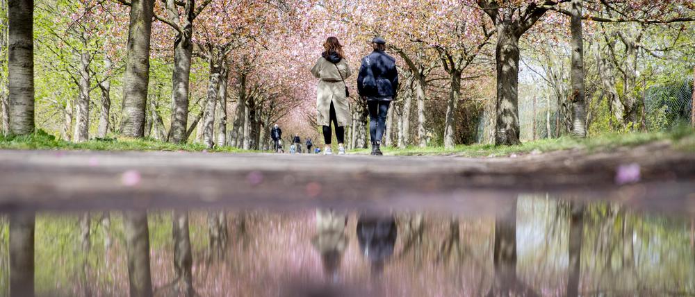 Spaziergänger unter blühenden Kirschbäumen auf dem Mauerweg nahe der Bornholmer Straße spiegeln sich in einer Pfütze. 
