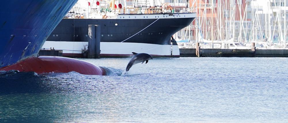Der Delfin „Delle“ ist zwischen Schiffen an der Trave zu sehen.
