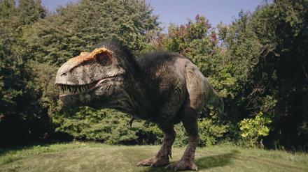 Den Tyrannosaurus Rex sollten wir uns nicht mehr ohne Federn vorstellen, sagen Forscher. 