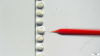 Die Mikroskopieaufnahme des Max-Delbrück-Centrum für Molekulare Medizin zeigt eine Mikroinjektion von Zebrafischembryonen. Hier wird mit dem CRISPR/Cas9-Verfahren gearbeitet. Foto: Max-Delbrück-Centrum für Molekulare Medizin/dpa 