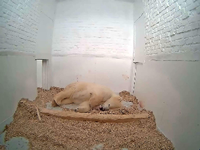 Anfang Januar starb das Junge der Eisbärin Tonja aus dem Berliner Tierpark Friedrichsfelde. Zuvor hatte es schon Eisbärnachwuchs Fritz nicht geschafft. Foto: Tierpark