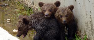 Drei kleine Bärenkinder vor ihrer Rettung aus einem Kanal in Griechenland.