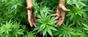 Cannabispflanzen, aus denen auch Marihuana hergestellt wird, sind in einer Plantage zu sehen. (Symbolbild)