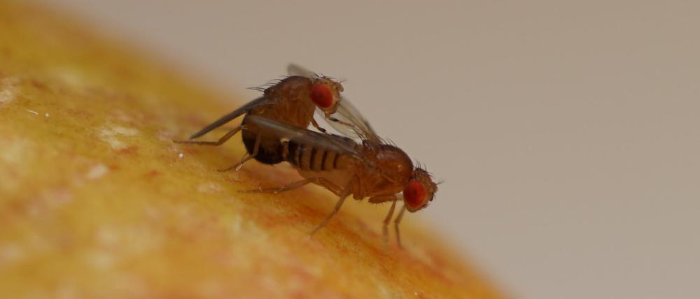 Drosophila melanogaster ist ein gängiger Modellorganismus zur Untersuchung von sexueller Selektion und Evolution.