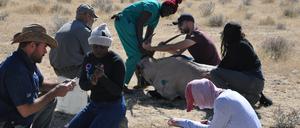 Im Einsatz. Tiermedizin-Student Thomas Conrad (hinten, 2. v. r. rechts) untersucht gemeinsam mit Studierenden vor Ort eine Oryxantilope. 