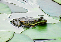 "Dieser Teichfrosch entspannt zwischen Seerosenblättern im Köpenicker Teufelssee", schreibt uns Holger Jost. Liebe Leserinnen, liebe Leser: Senden Sie Ihre Fotos an leserbilder@tagesspiegel.de! Foto: Holger Jost