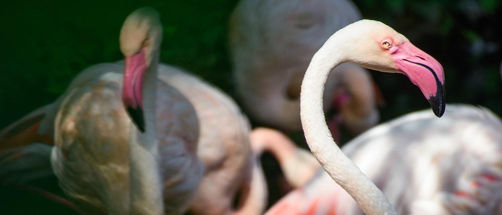 Er hat schon alles gesehen. Flamingo Ingo lebt seit 1955 im Berliner Zoo.