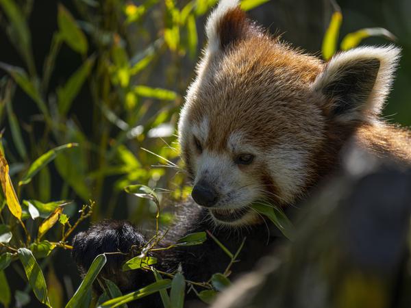 Hier kommen wir zum Roten Panda, auch Katzenbär genannt, beim Futtern von Bambusblättern in Friedrichsfelde.