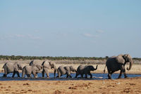 Superhirne. Elefanten (hier im Etosha Nationalpark in Namibia) erinnern sich an den schnellsten Weg zum Wasser. Foto: Colorado State University/Werner Kilian