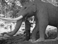 Begehrte Beute. Wegen ihrer Stoßzähne werden Elefanten illegal gejagt. Ihr Bestand nehme jährlich um zwei Prozent ab, berichten Wissenschaftler. Foto: David Daballen/PNAS/dpa