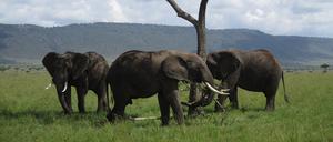 Streifen afrikanische Elefanten bald durch Brandenburg?