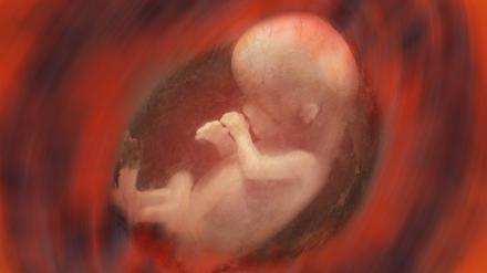 Die mütterlichen und väterlichen Gene im Embryo streiten um dessen „ideales“ Geburtsgewicht. 