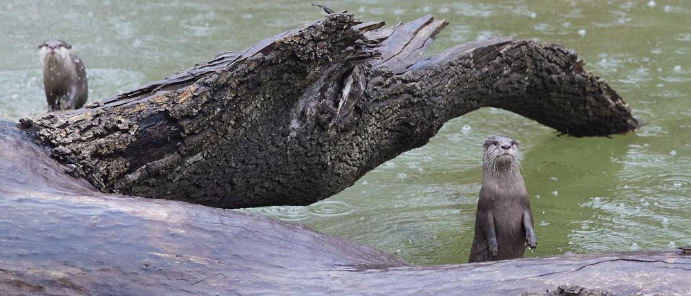 Die Zwergotter Susi und Strolch tummeln sich im Tierpark Berlin in der neuen Inselwelt, der Otter-Insel.
